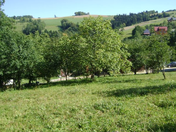 Sprzedam ! 4
